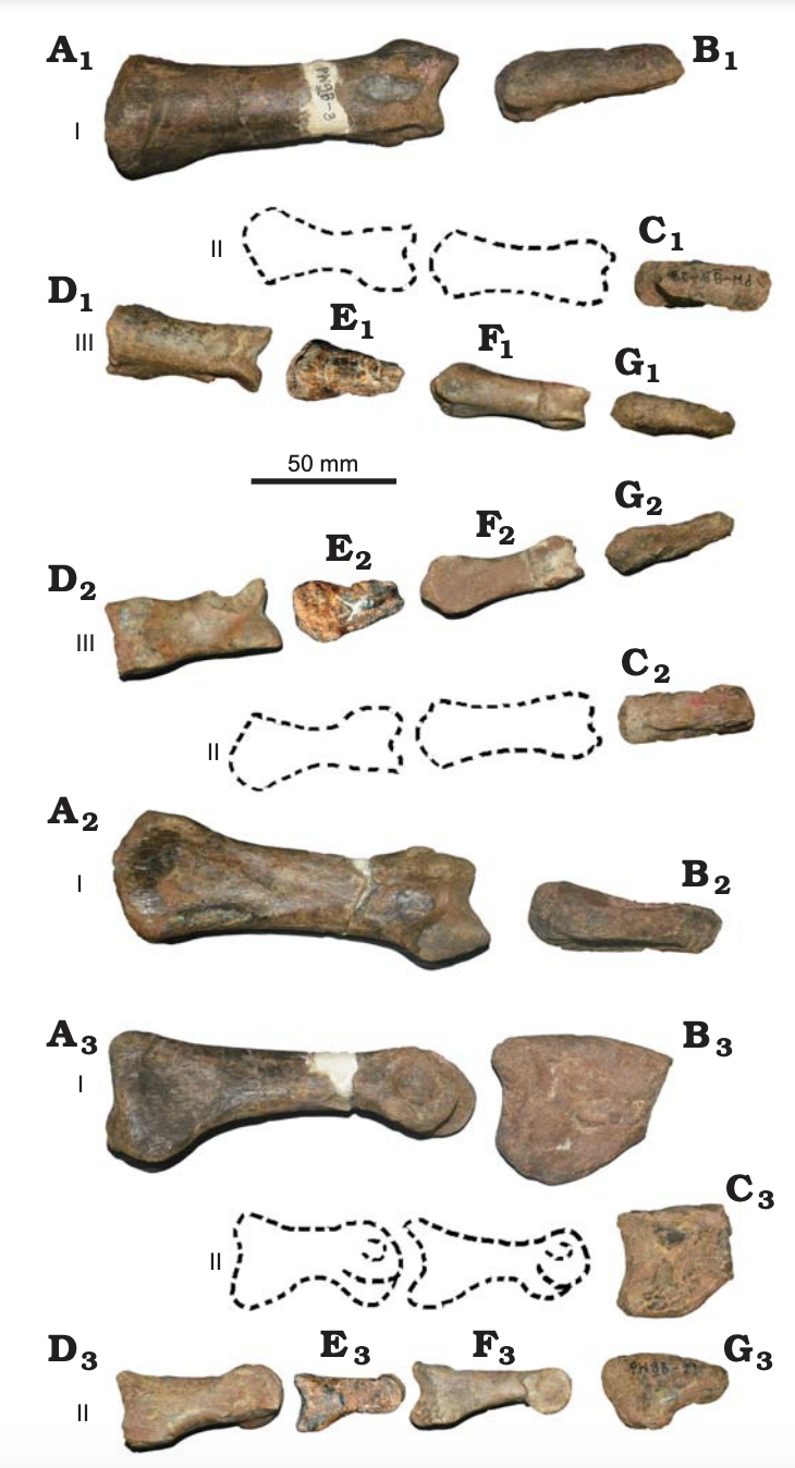 Phuwiangvenator