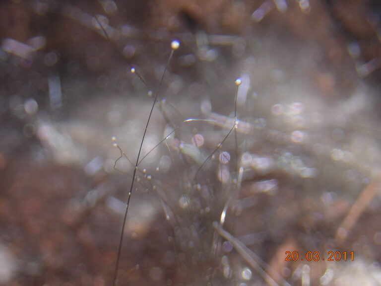 Phycomyces blakesleeanus