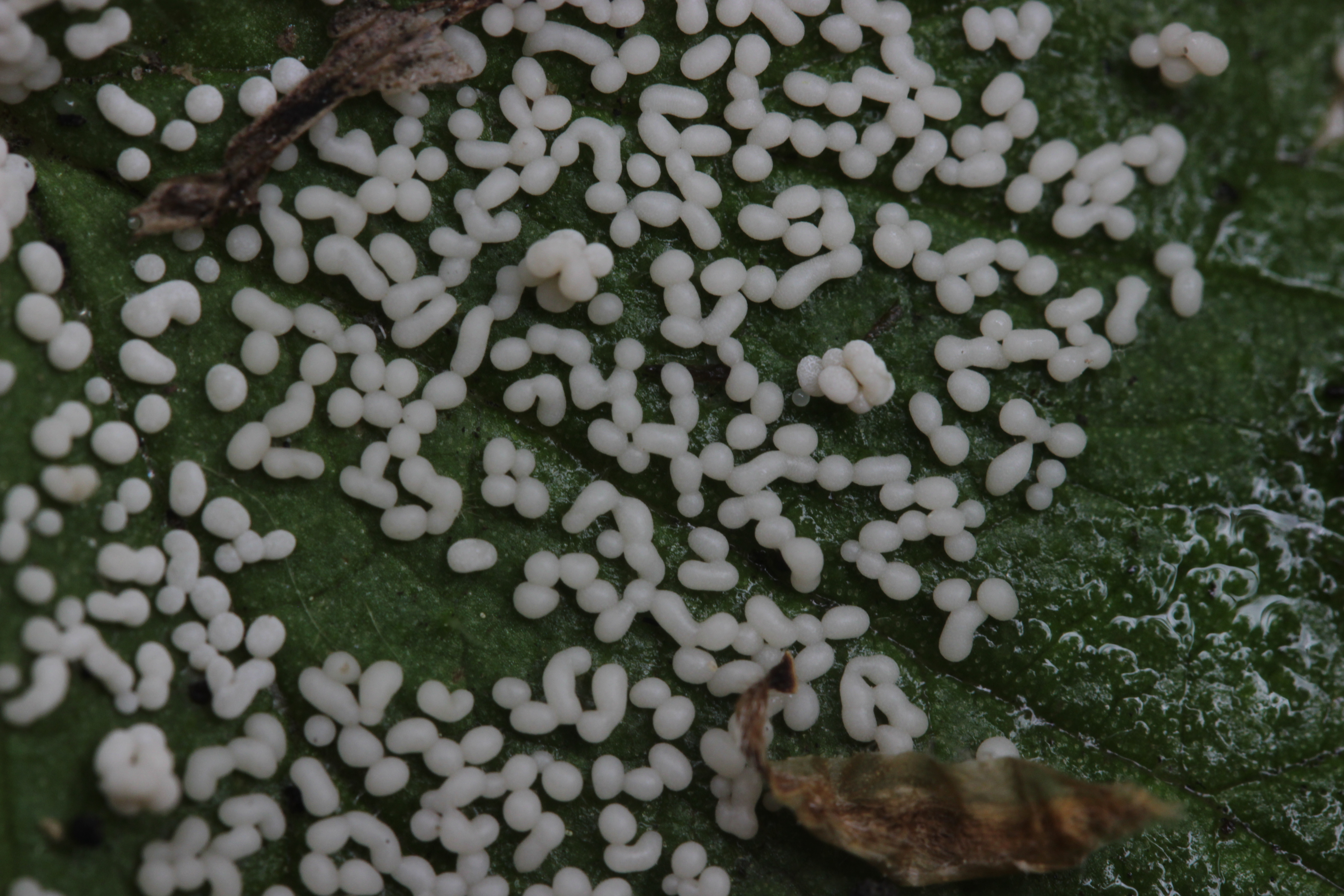 Physarum cinereum