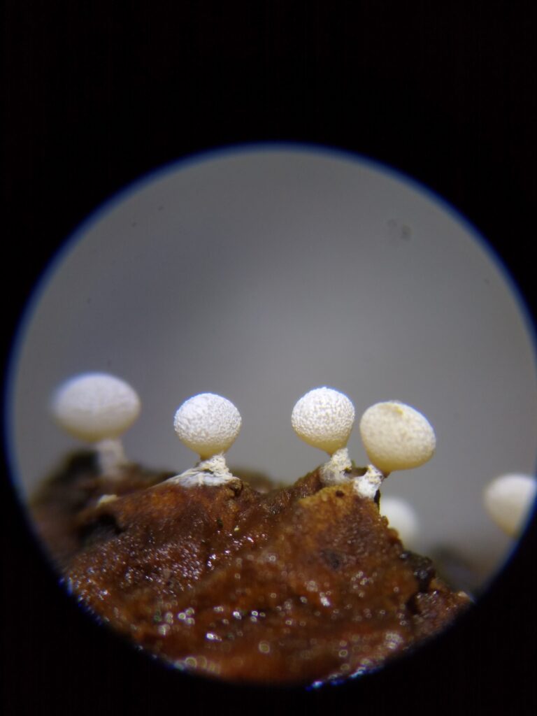 Physarum compressum