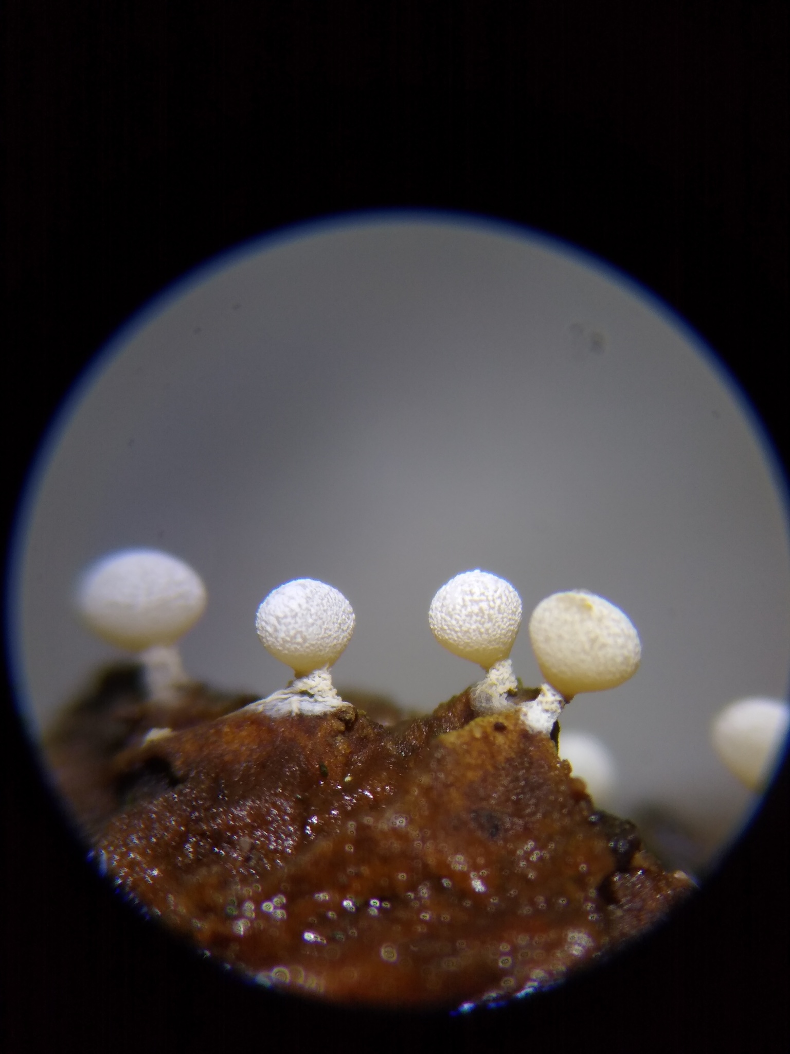 Physarum compressum