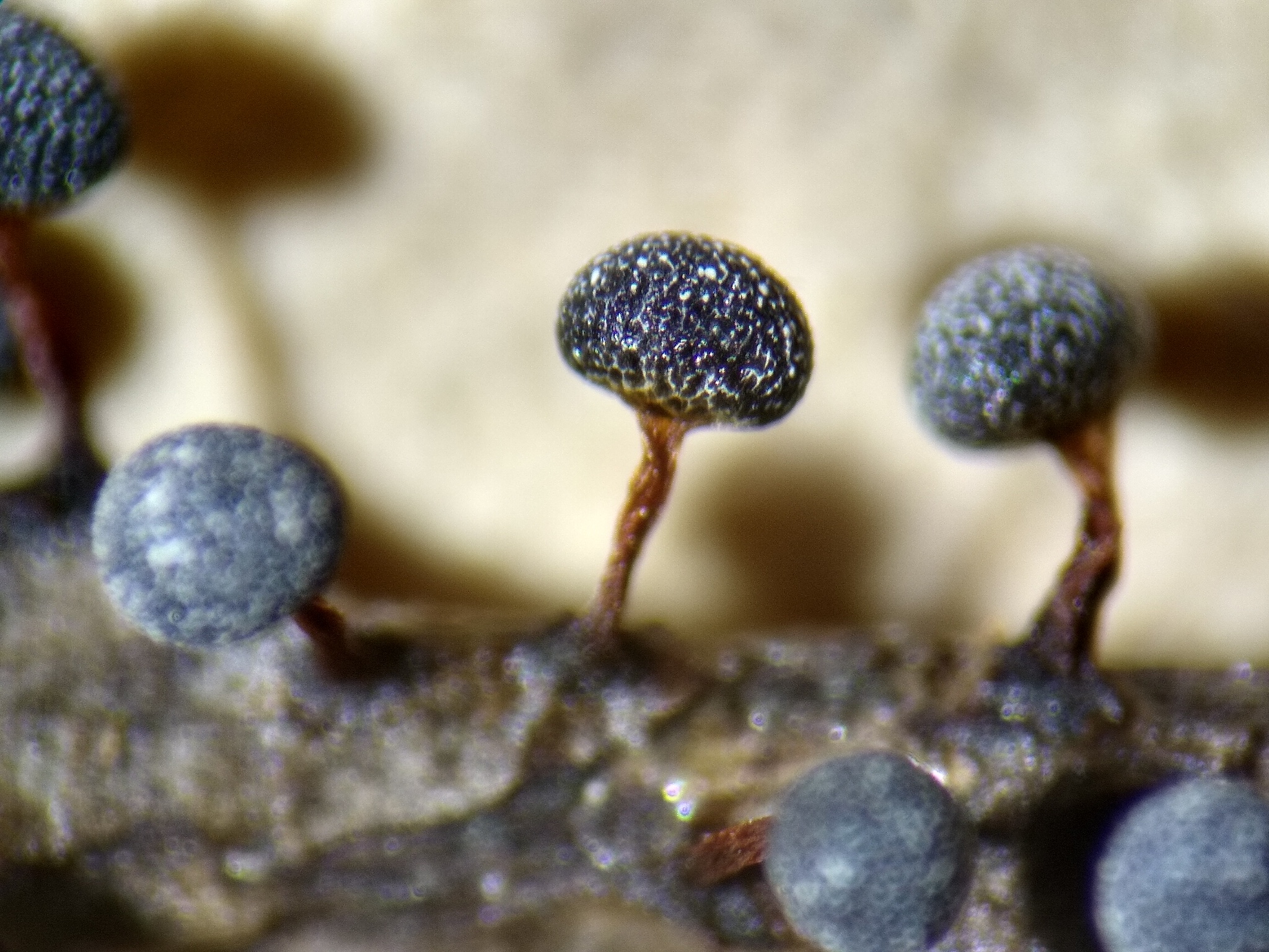 Physarum pusillum