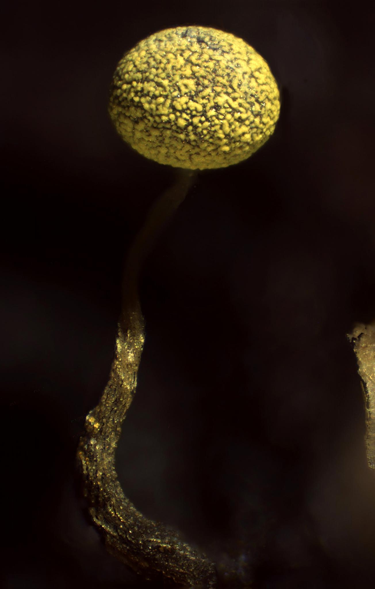 Physarum viride