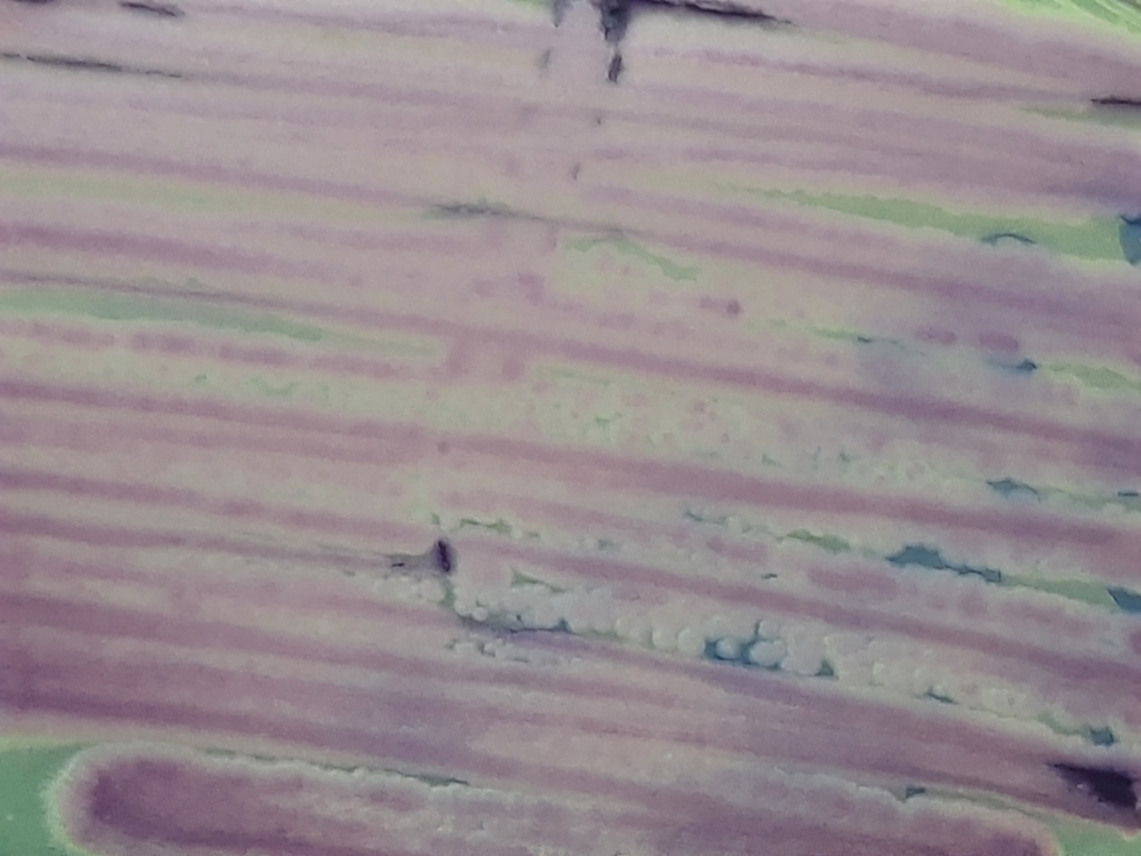 Pichia kudriavzevii