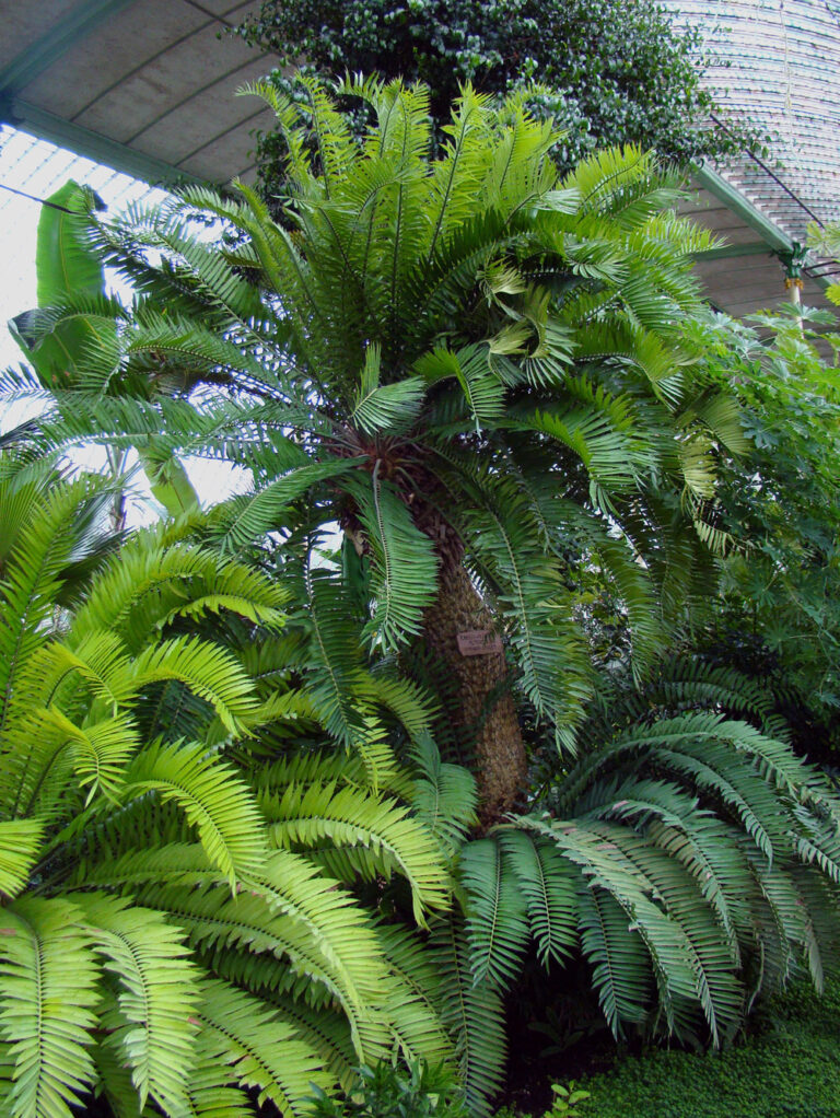 píchoš Altensteinův píchoš Altensteinův (Encephalartos altensteinii)