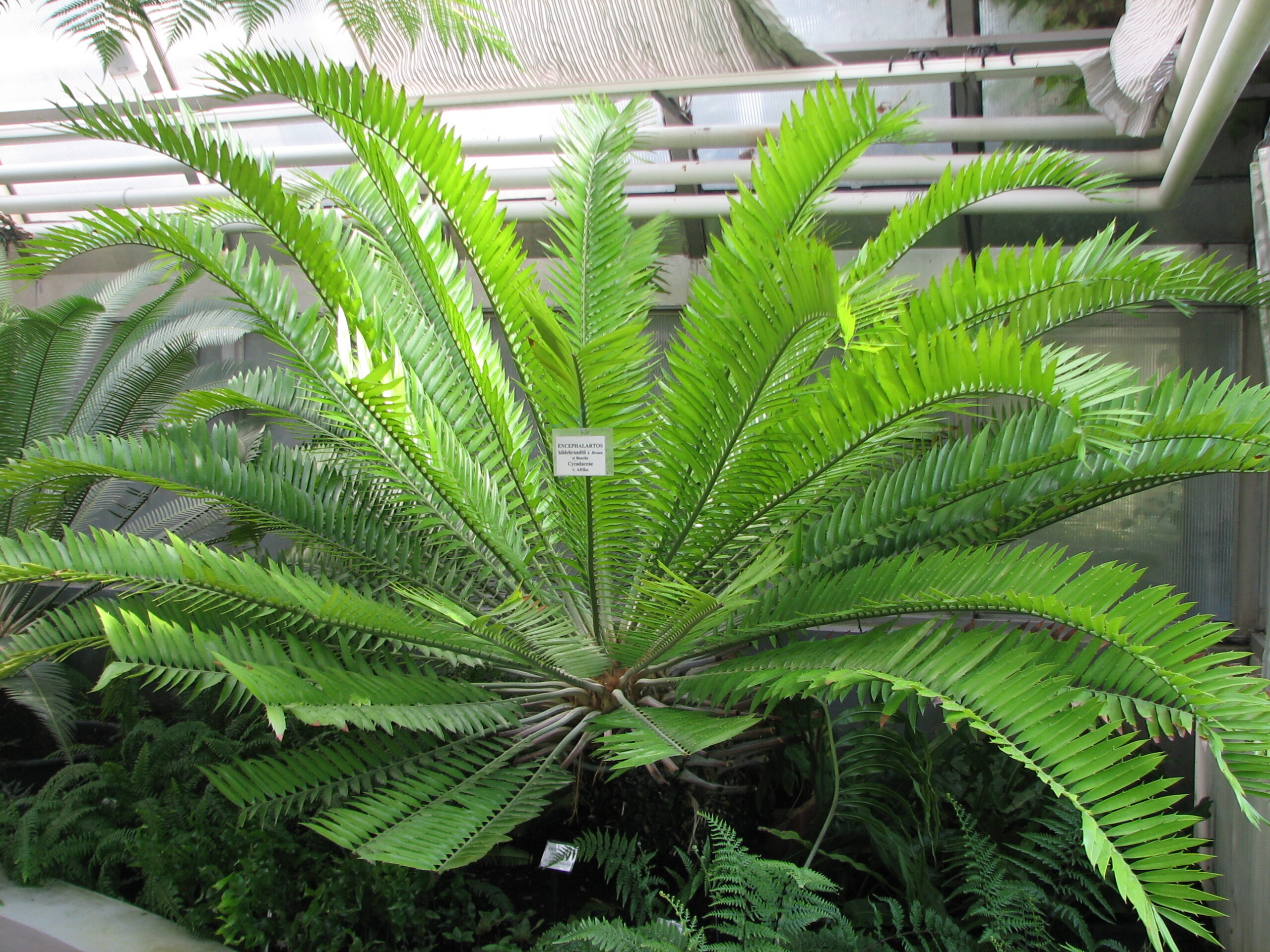 píchoš Hildebrandtův (Encephalartos hildebrandtii)