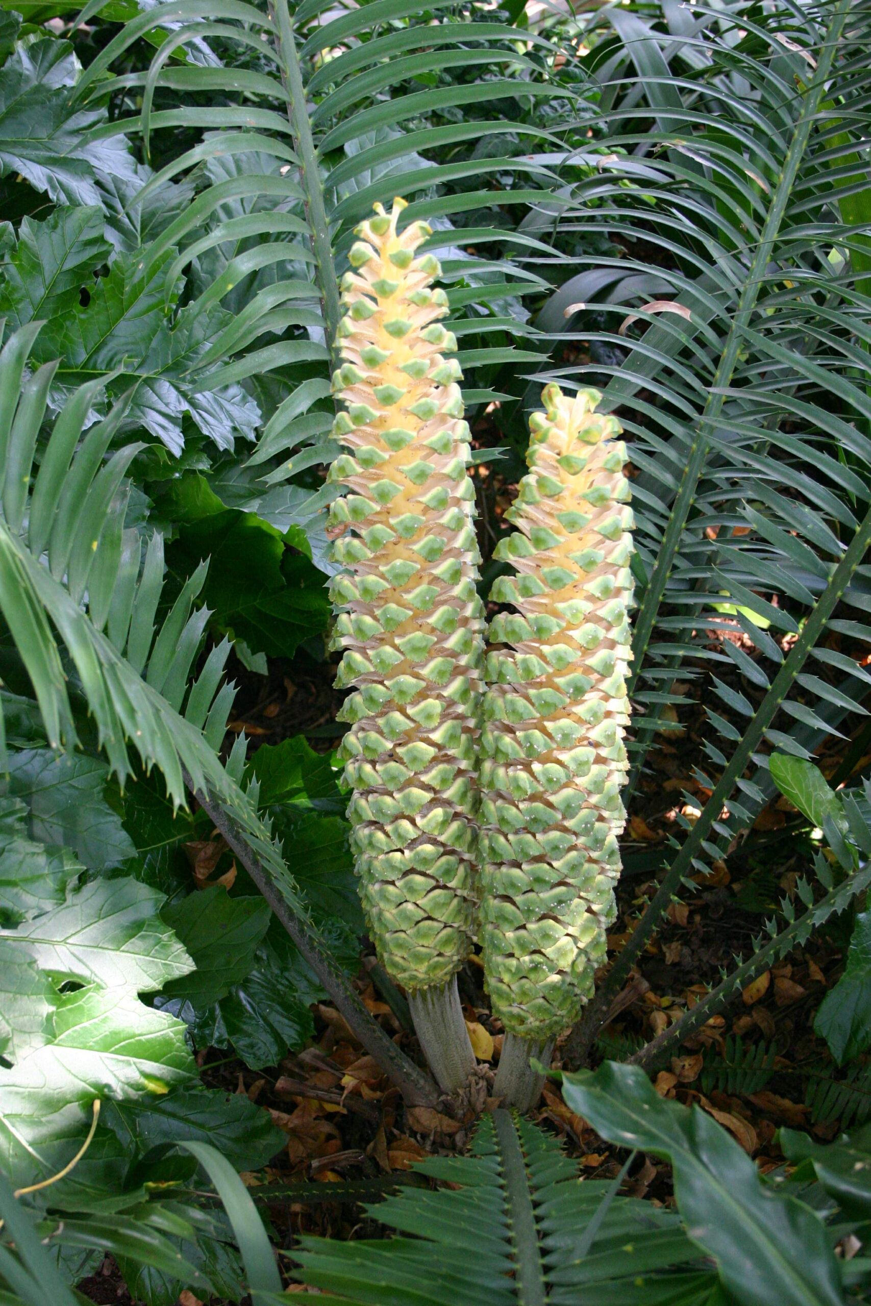 píchoš huňatý (Encephalartos villosus)