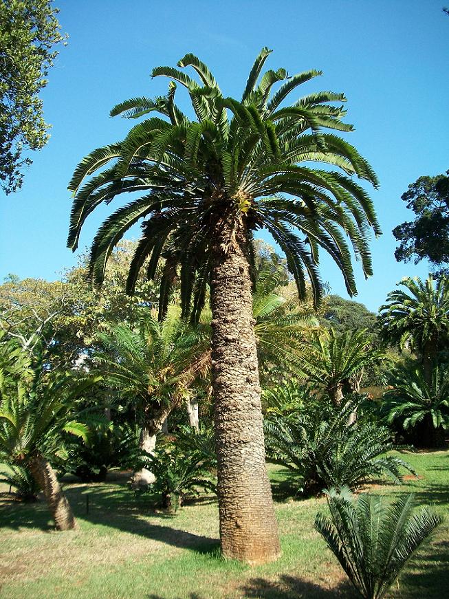 píchoš Woodův (Encephalartos woodii)