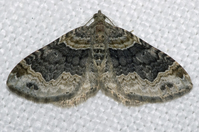 píďalka hojná (Xanthorhoe ferrugata)