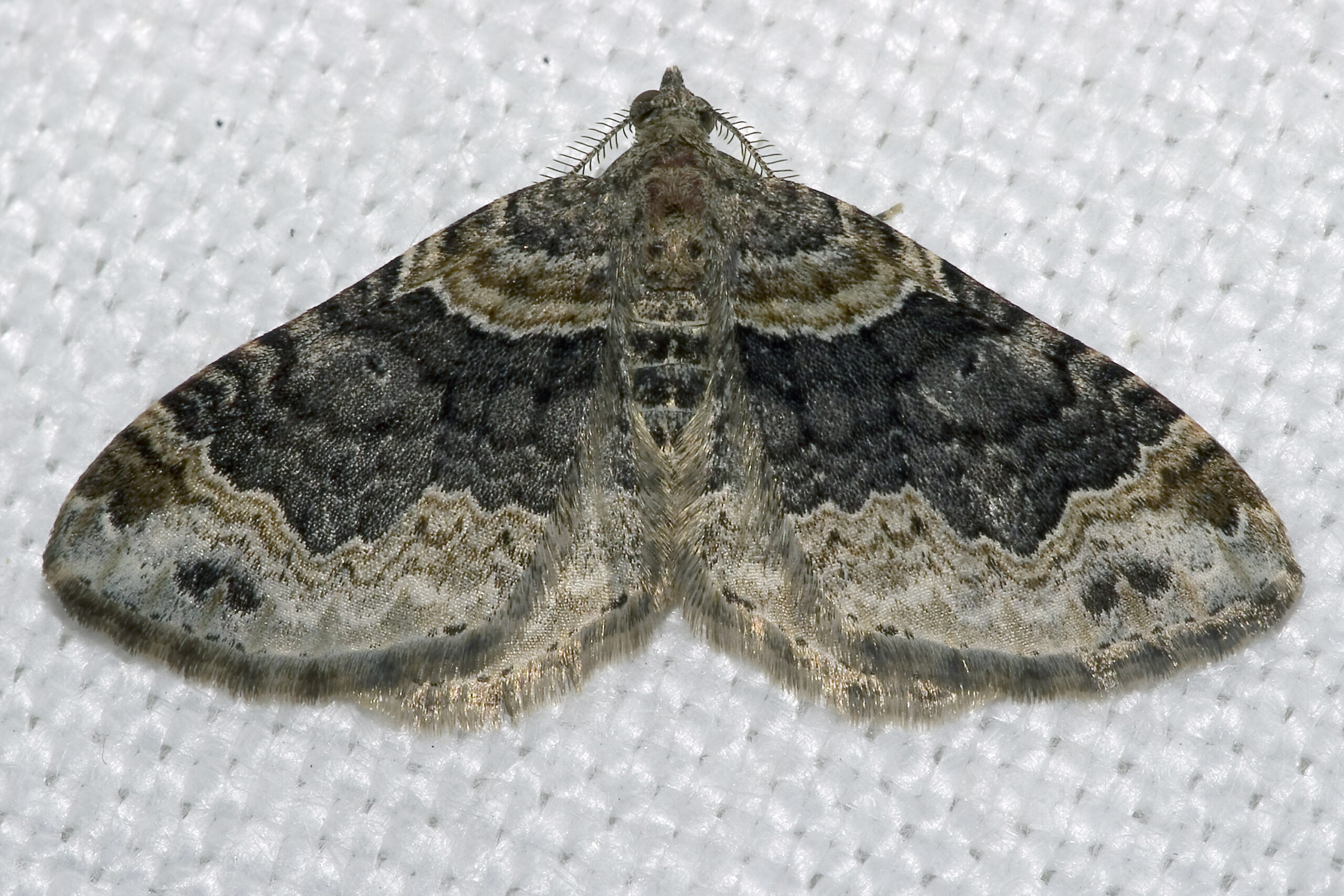 píďalka hojná (Xanthorhoe ferrugata)
