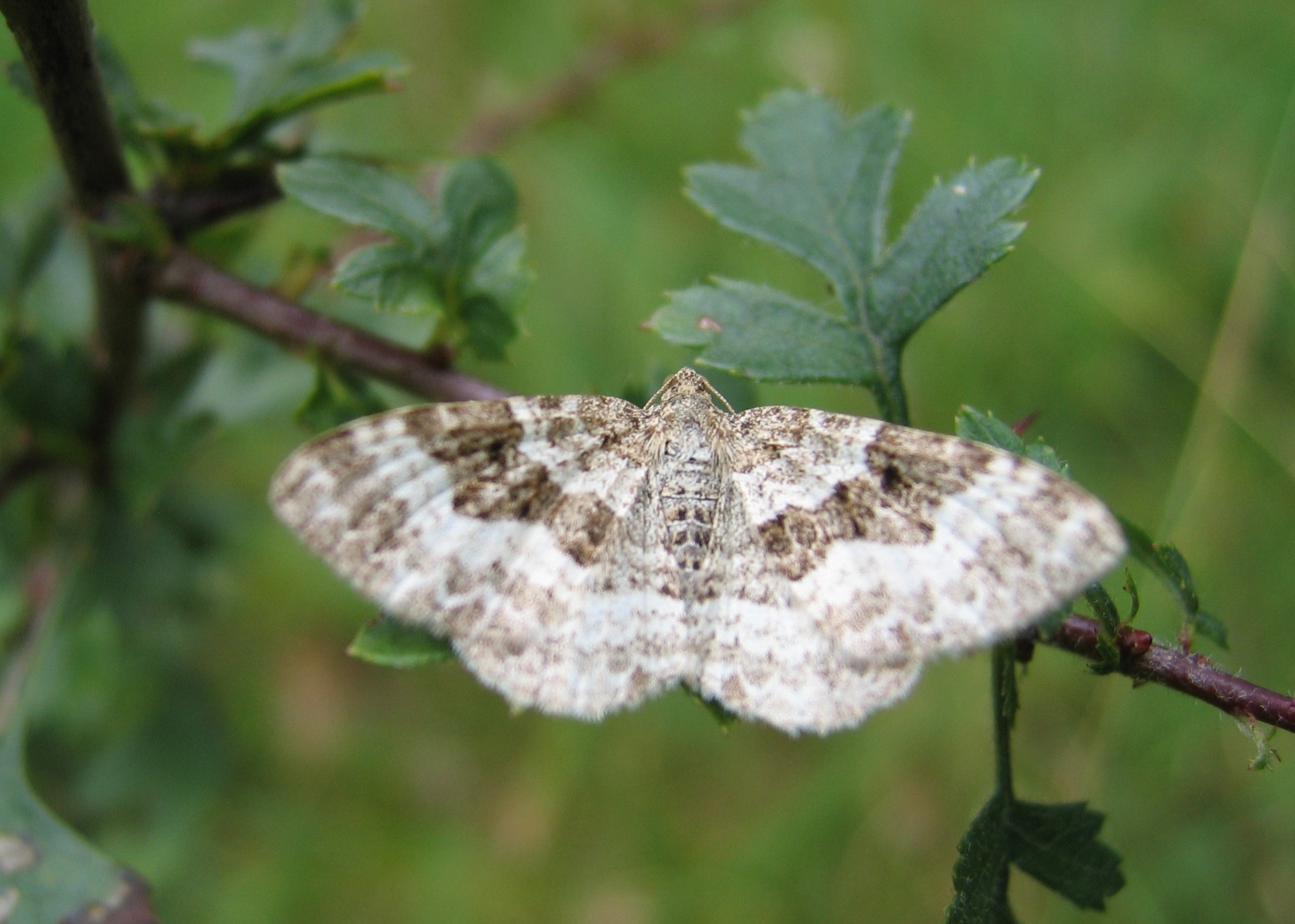 píďalka obecná (Epirrhoe alternata)