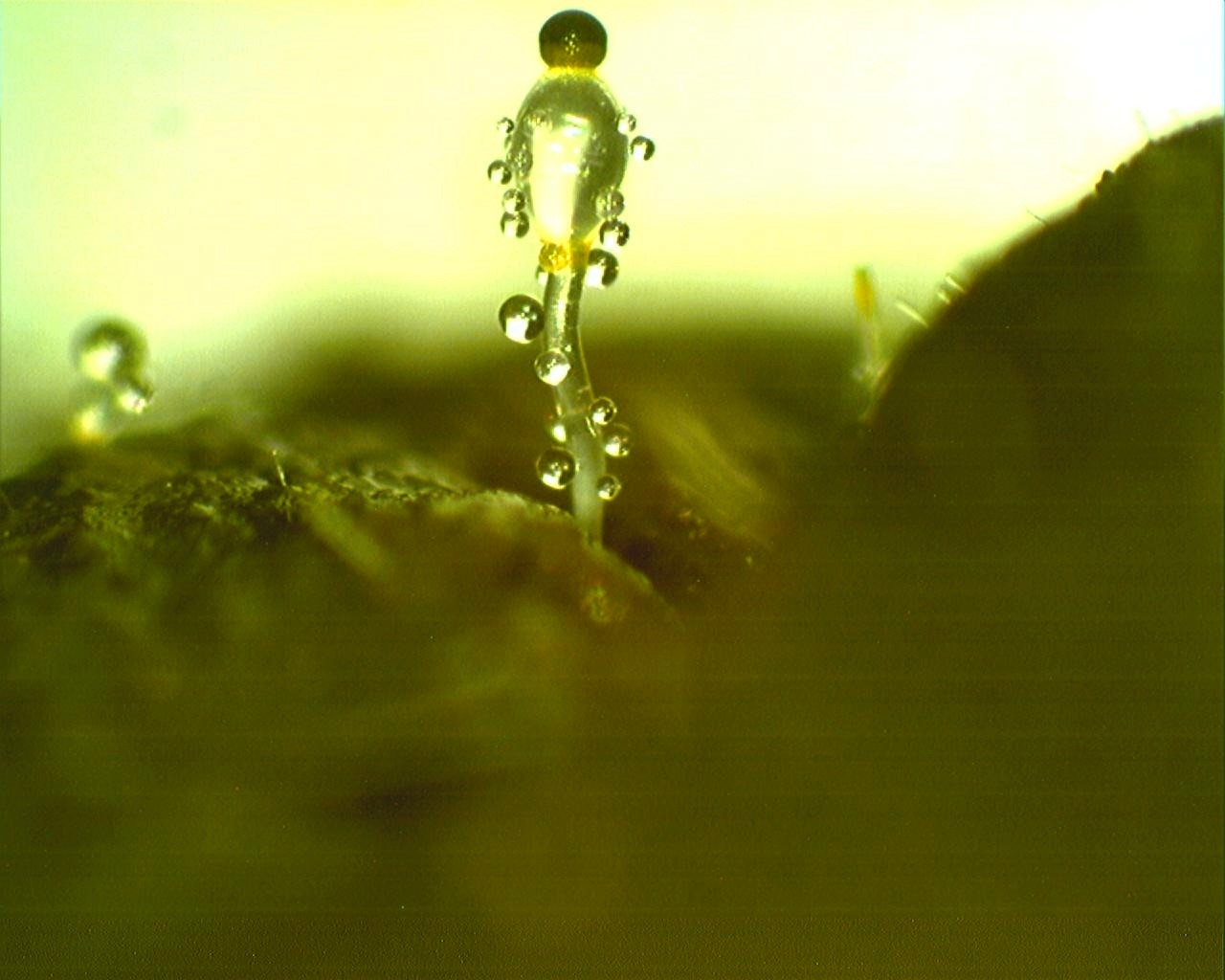 Pilobolus kleinii