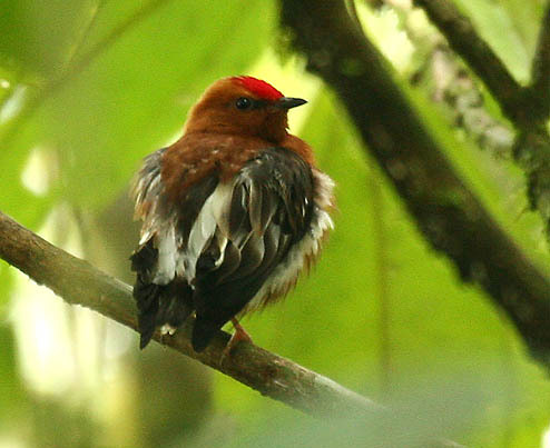pipulka kadeřavokřídlá (Machaeropterus deliciosus)