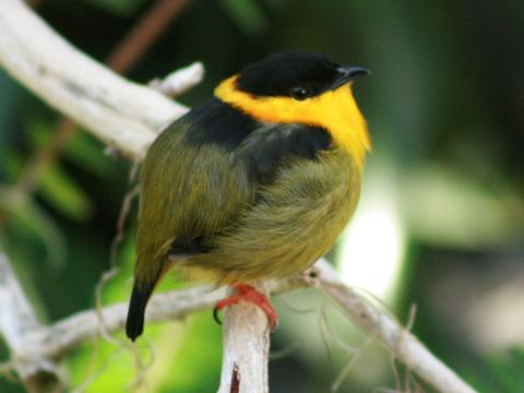 pipulka zlatokrká (Manacus vitellinus)