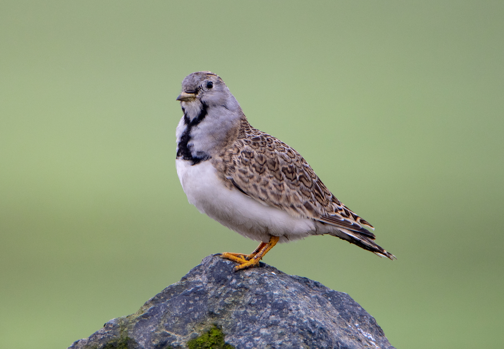 písečník nejmenší (Thinocorus rumicivorus)