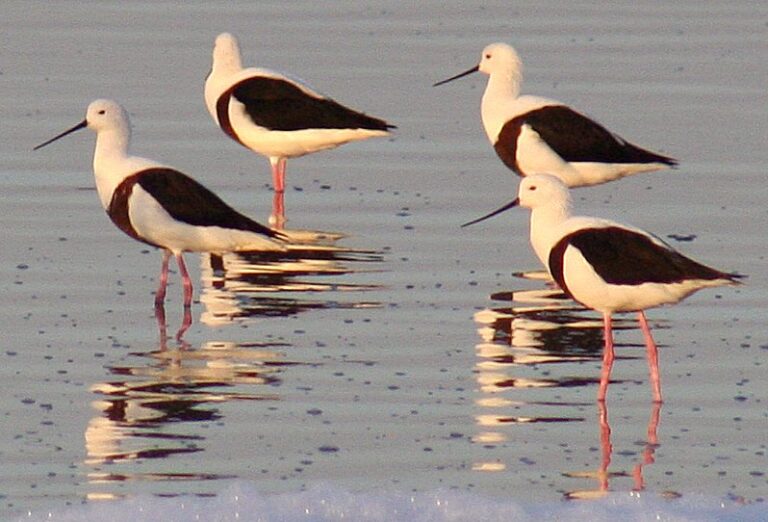 pisila australská (Cladorhynchus leucocephalus)