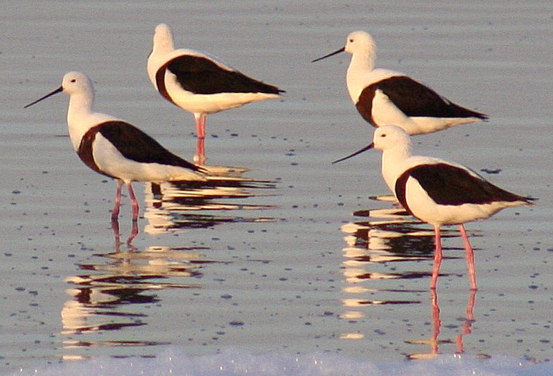 pisila australská (Cladorhynchus leucocephalus)