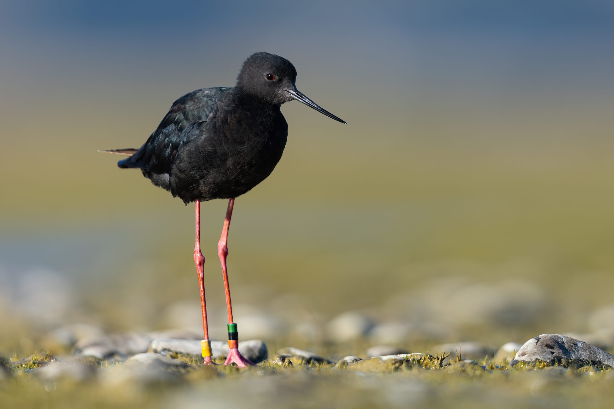 pisila černá (Himantopus novaezelandiae)