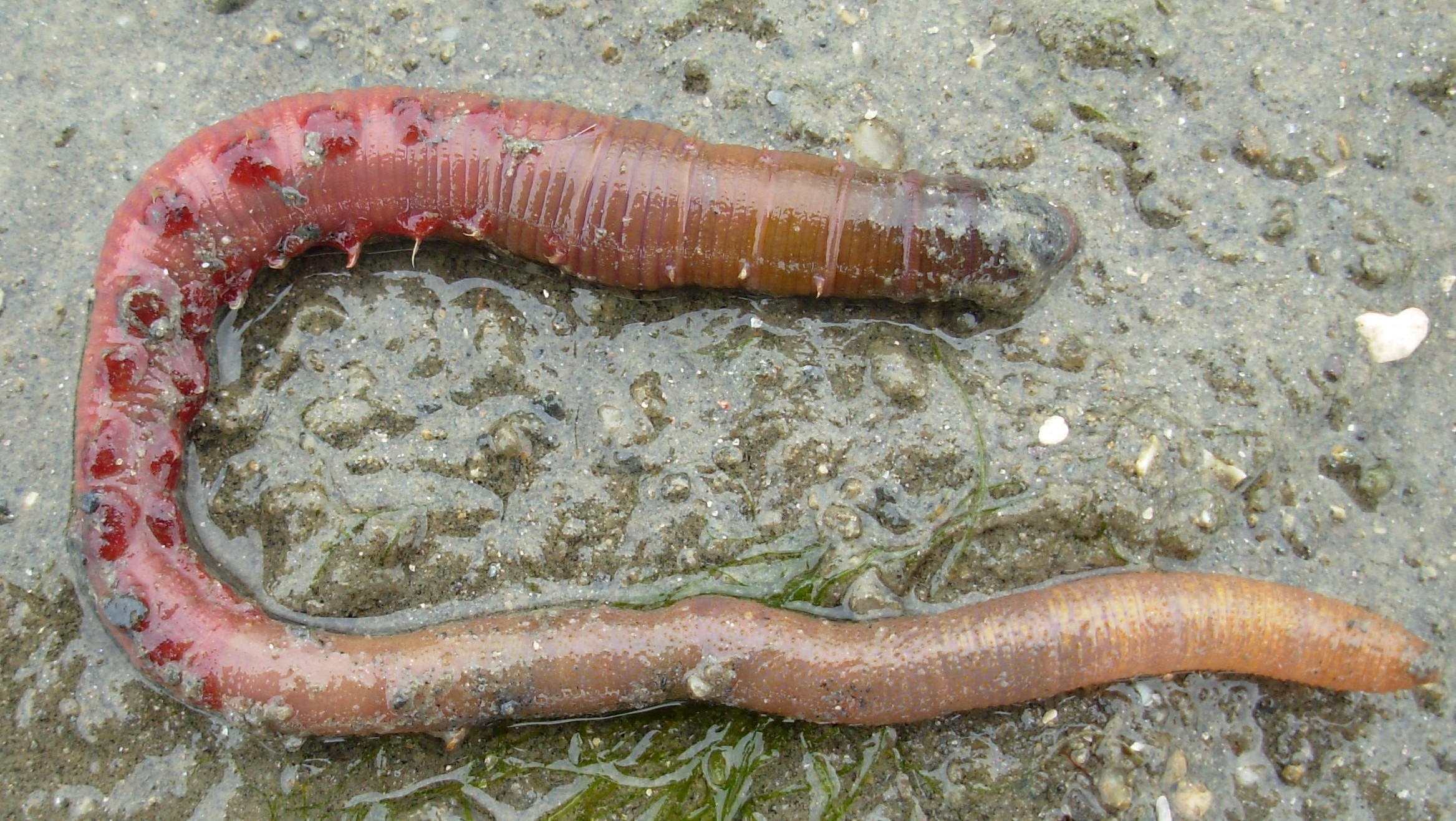 pískovník rybářský (Arenicola marina)