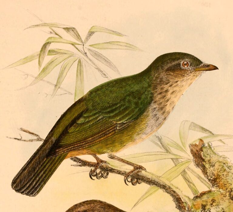 pištec žlutoboký (Hylocitrea bonensis)