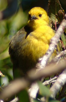 pištec žlutý (Mohoua ochrocephala)