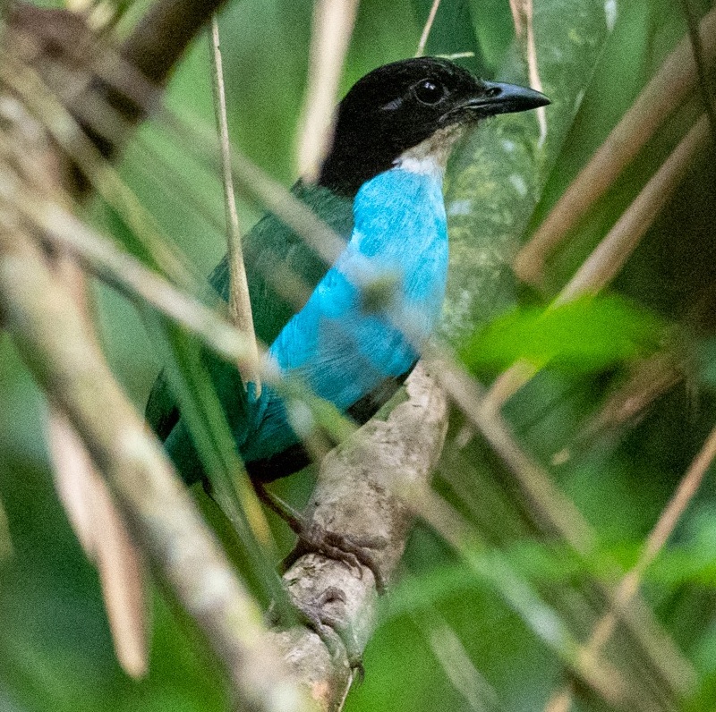pita azurovoprsá (Pitta steerii)