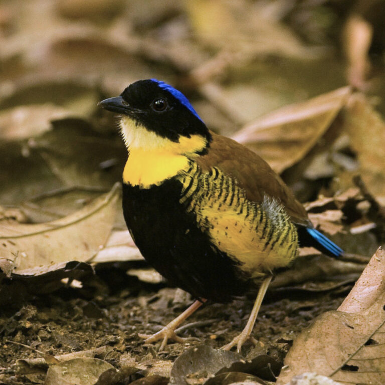 pita Gurneyova pita Gurneyova (Hydrornis gurneyi)