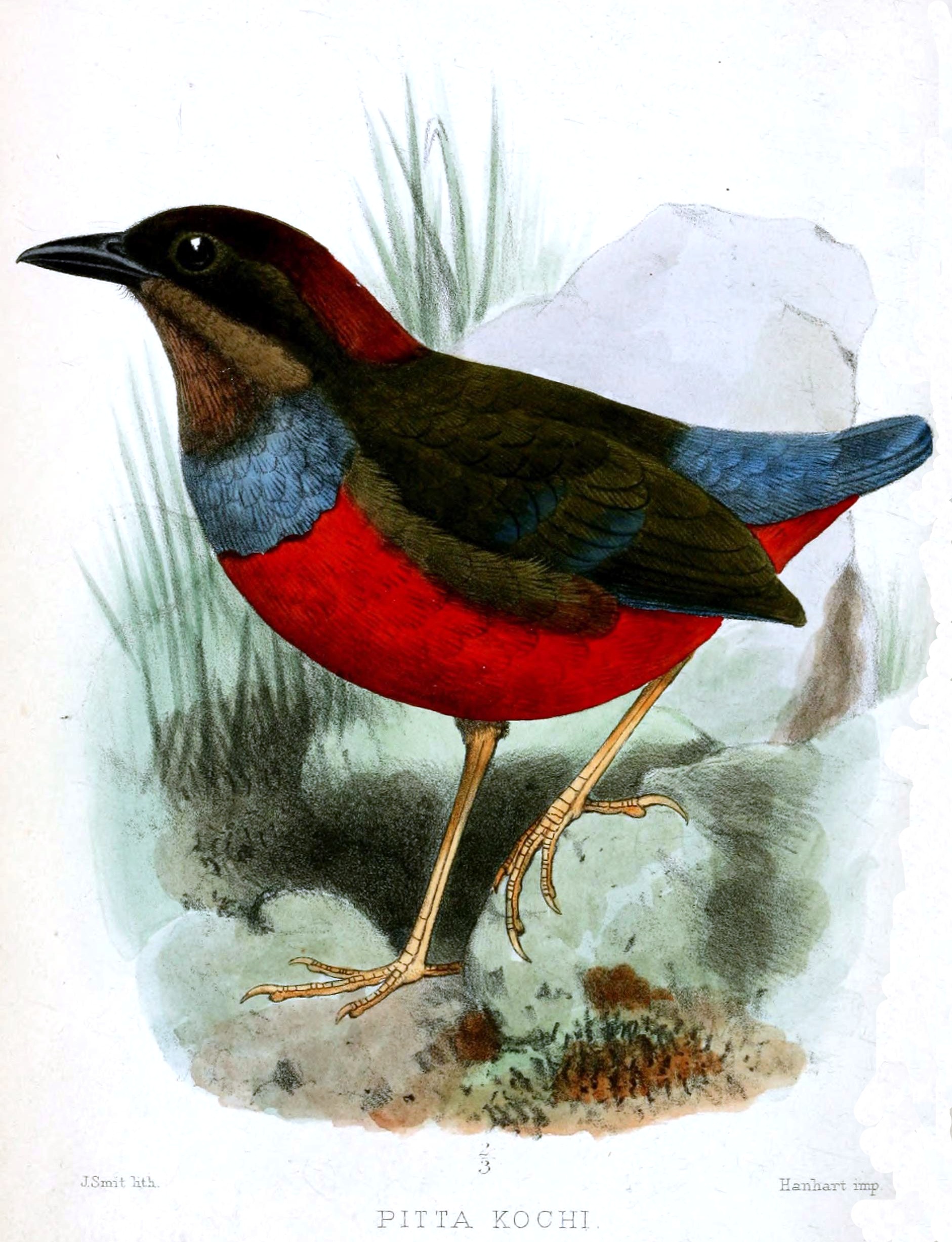 pita luzonská (Erythropitta kochi)