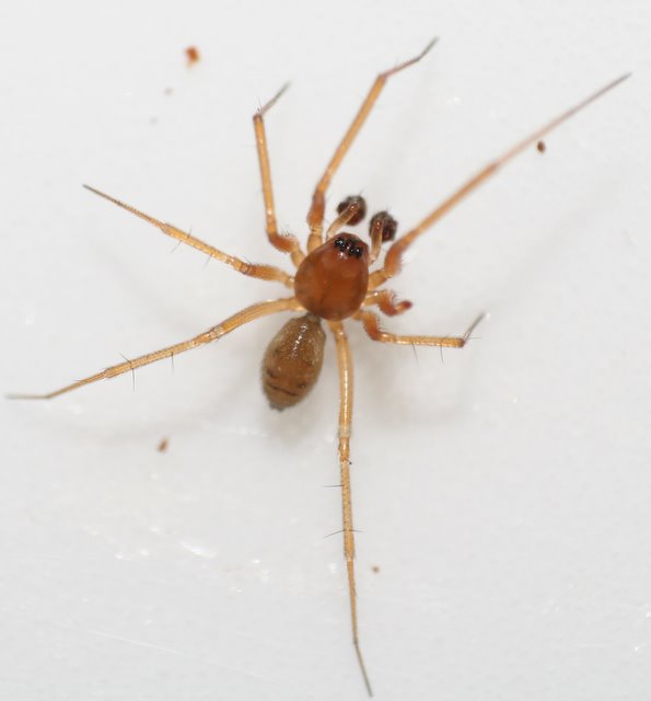 Plachetnatka pozemní (Tenuiphantes cristatus)