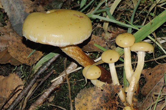 plaménka olšová (Pholiota alnicola)