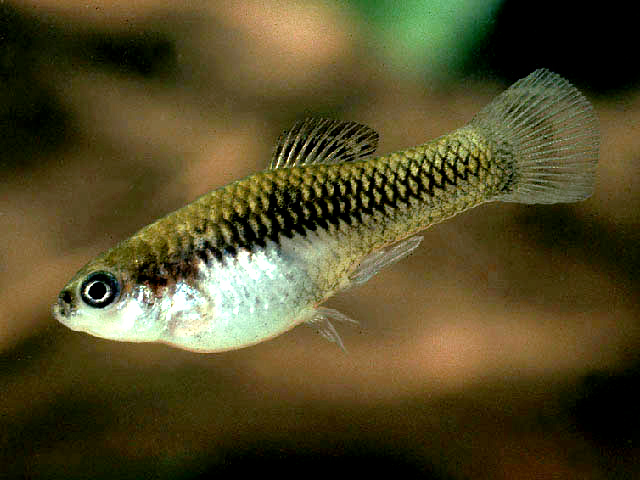 Plata Couchova (Xiphophorus couchianus)