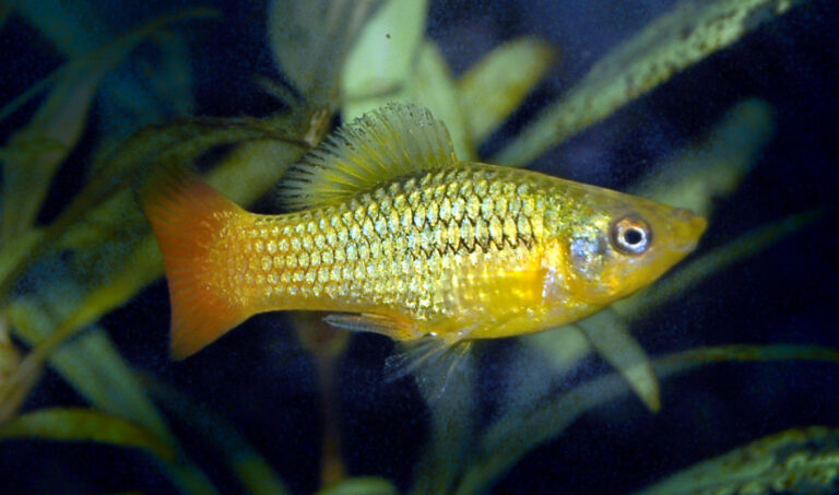 plata pestrá (Xiphophorus variatus)