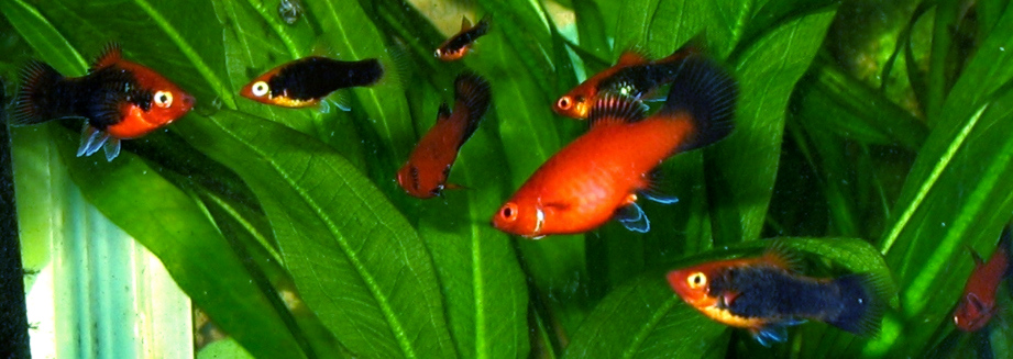 plata skvrnitá (Xiphophorus maculatus)