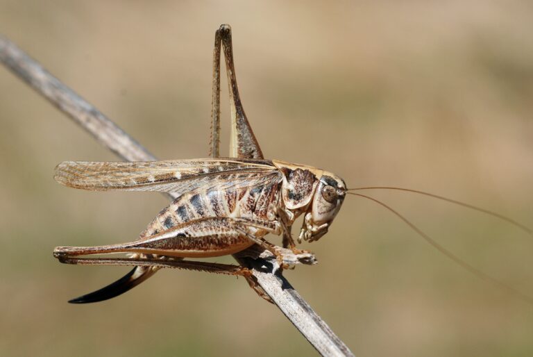 Platycleis affinis
