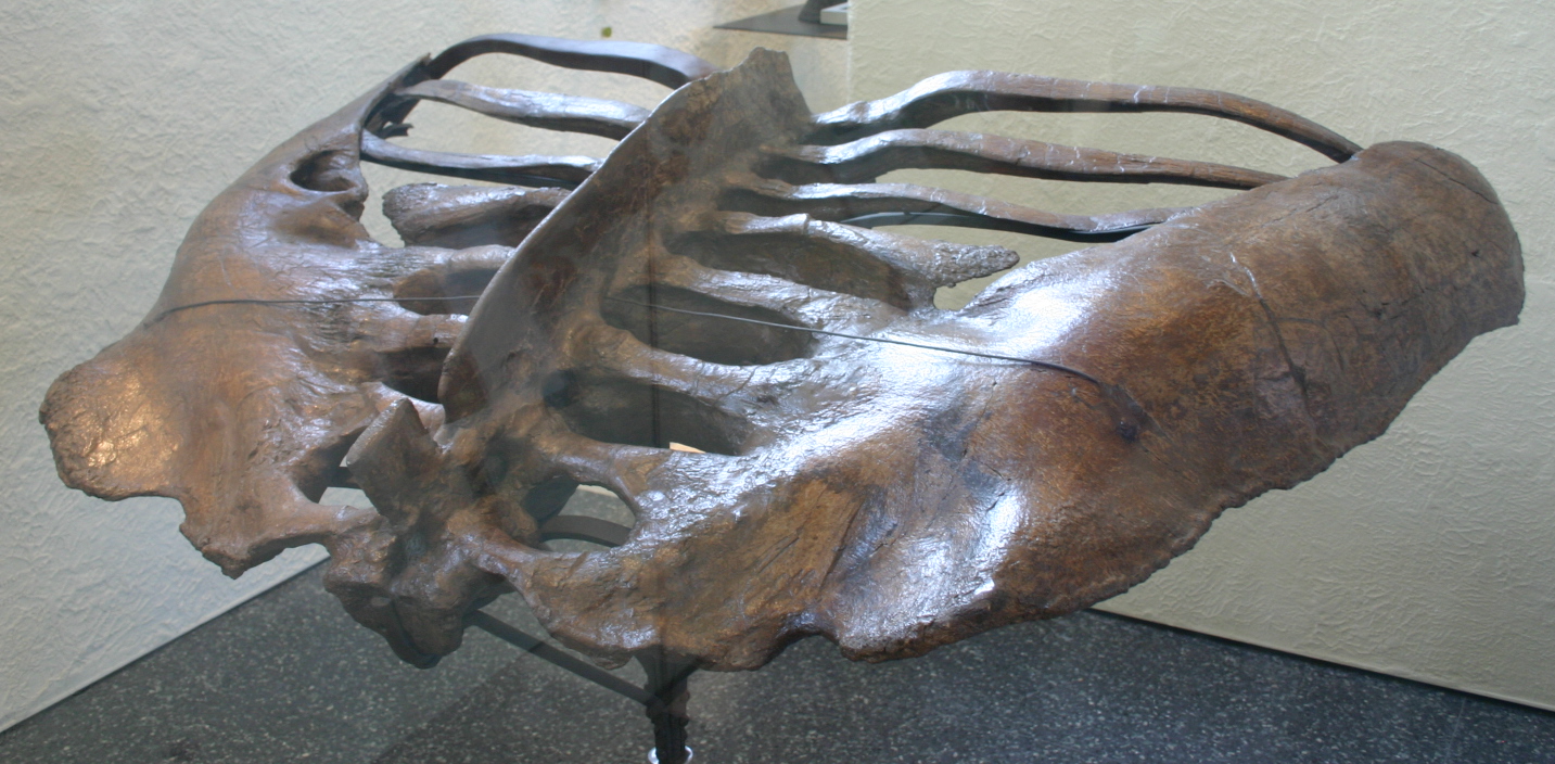 Platypelta – pánev holotypu AMNH 5337