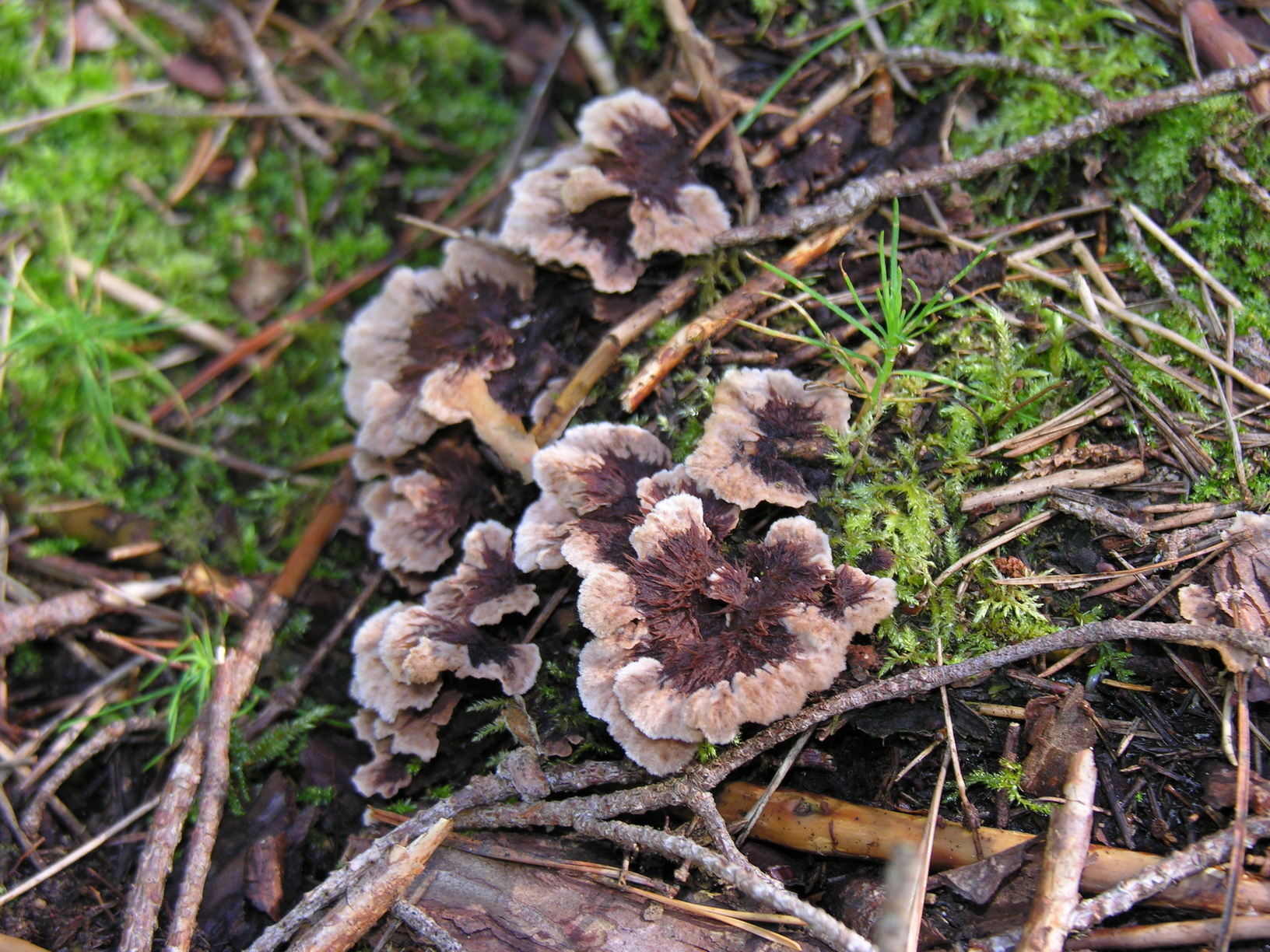 plesňák zemní (Thelephora terrestris)