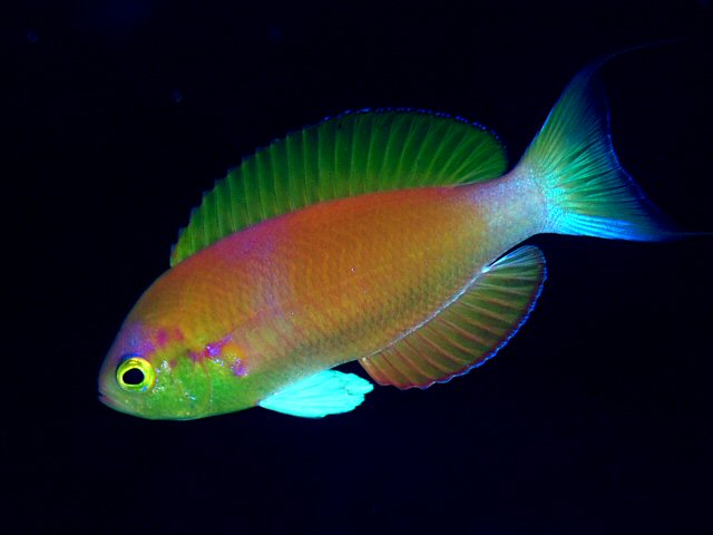 Plochonos japonský Plochonos japonský (Callanthias japonicus)