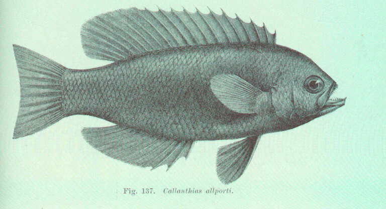 Plochonos pestrý Plochonos pestrý (Callanthias allporti)