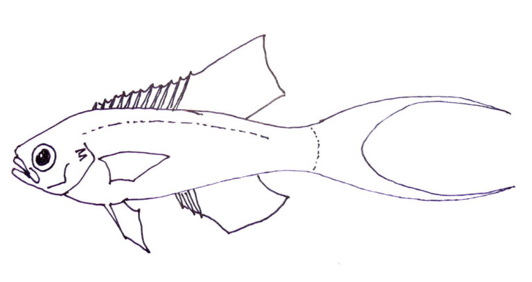 Plochonos rudý (Callanthias ruber)