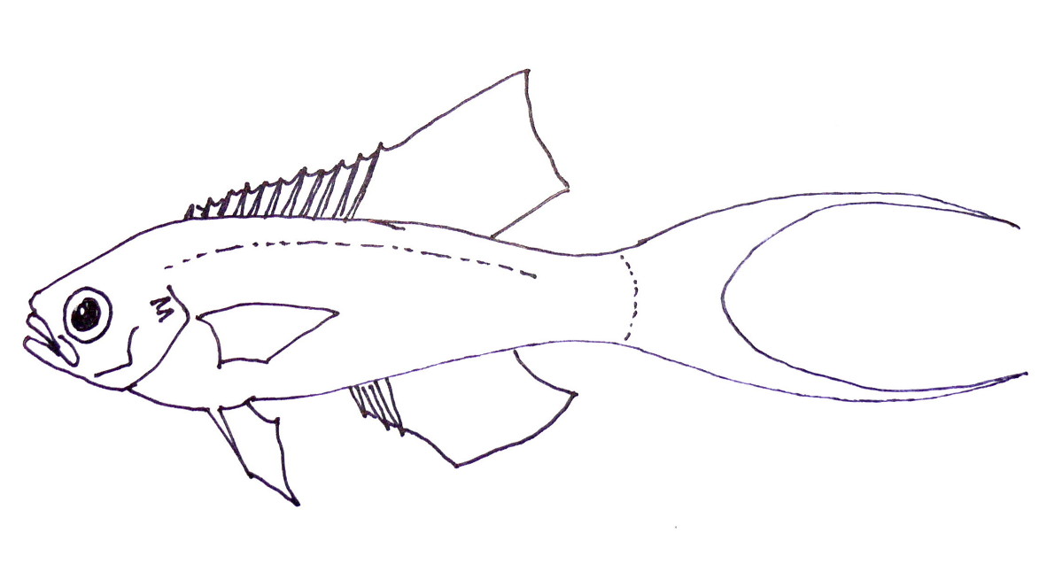 Plochonos rudý (Callanthias ruber)