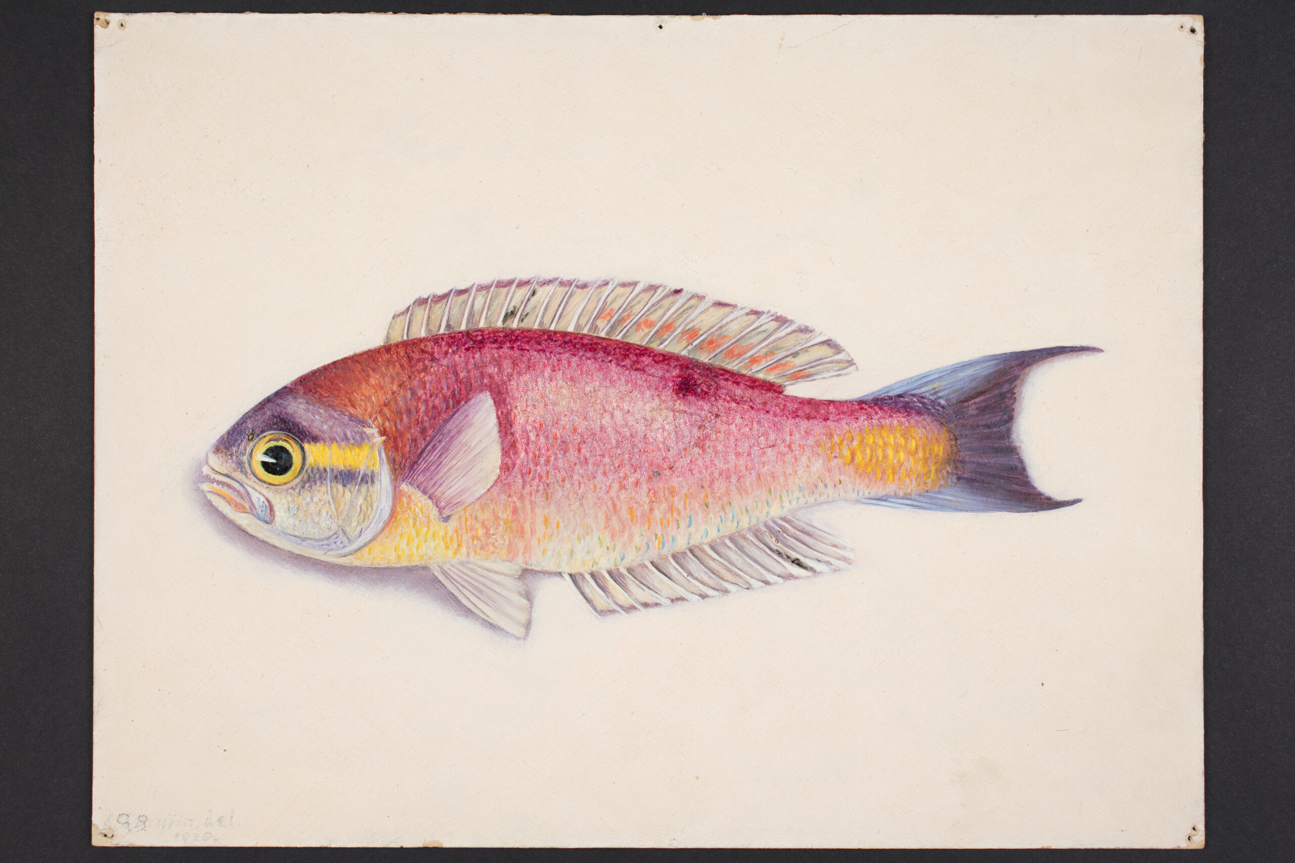 plochonos skvostný (Callanthias splendens)
