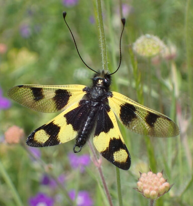 ploskoroh pestrý (Libelloides macaronius)