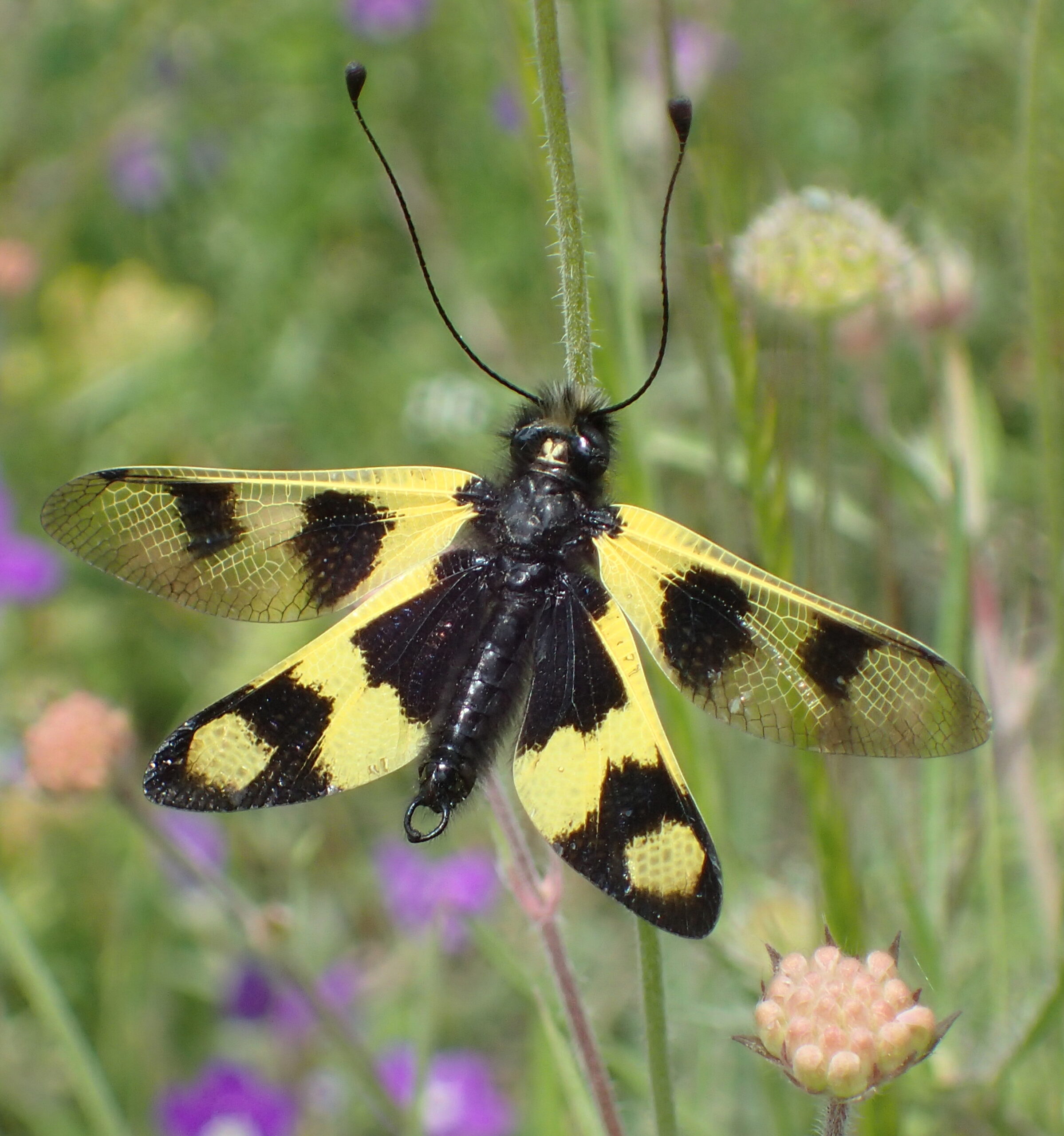 ploskoroh pestrý (Libelloides macaronius)