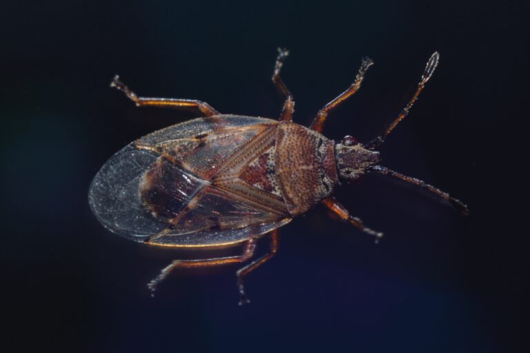 Ploštička březová (Kleidocerys resedae)
