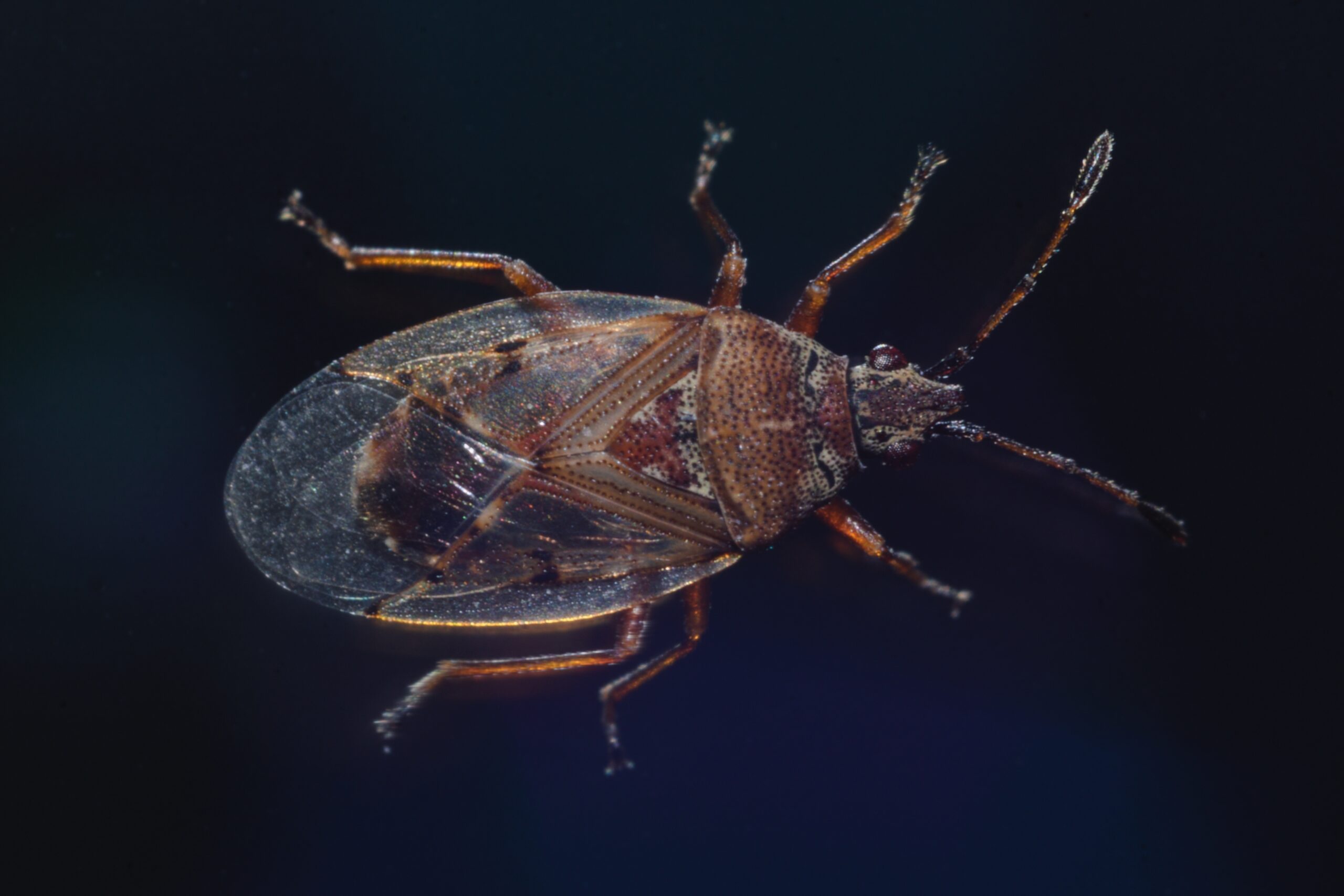 Ploštička březová (Kleidocerys resedae)