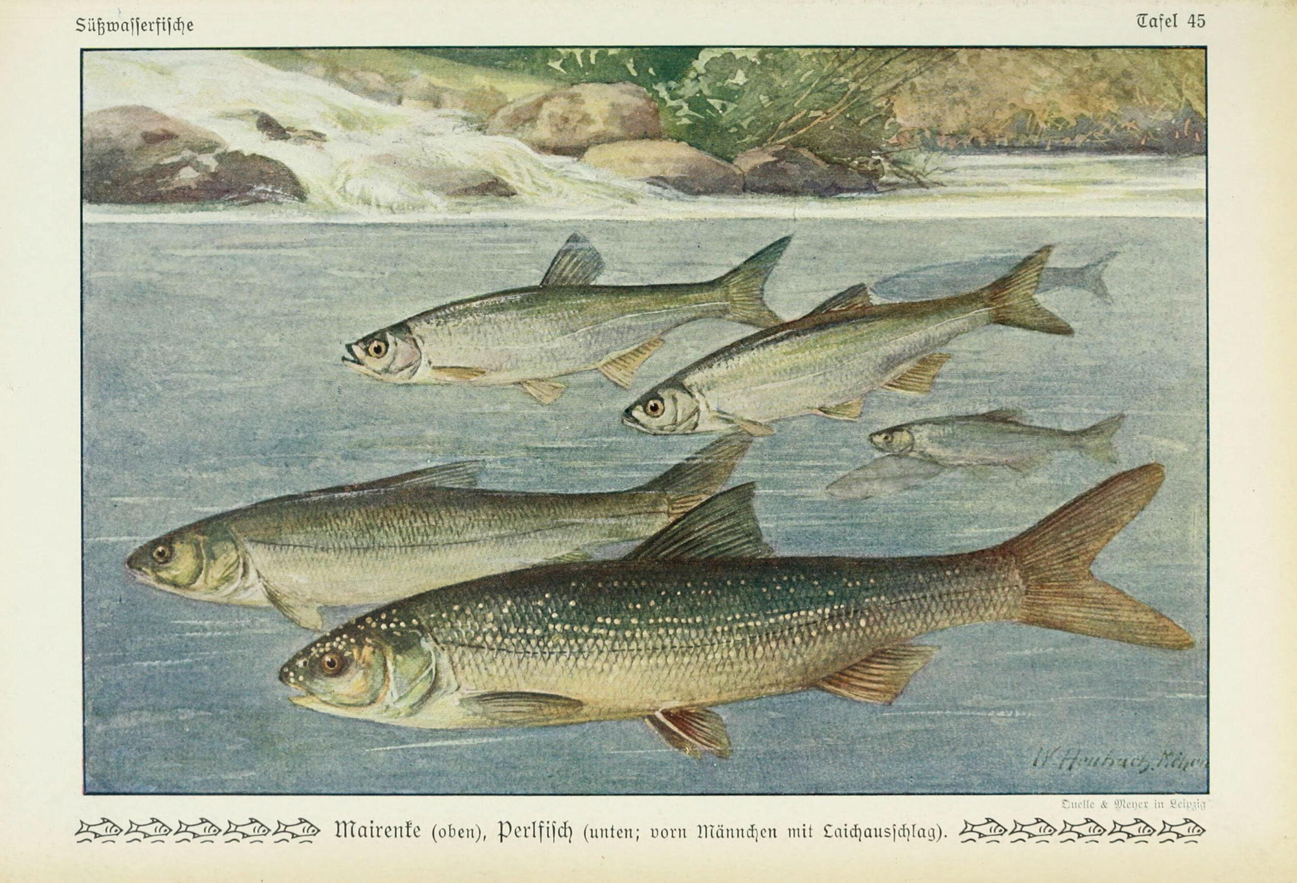 Plotice Meidingerova (Rutilus meidingeri)