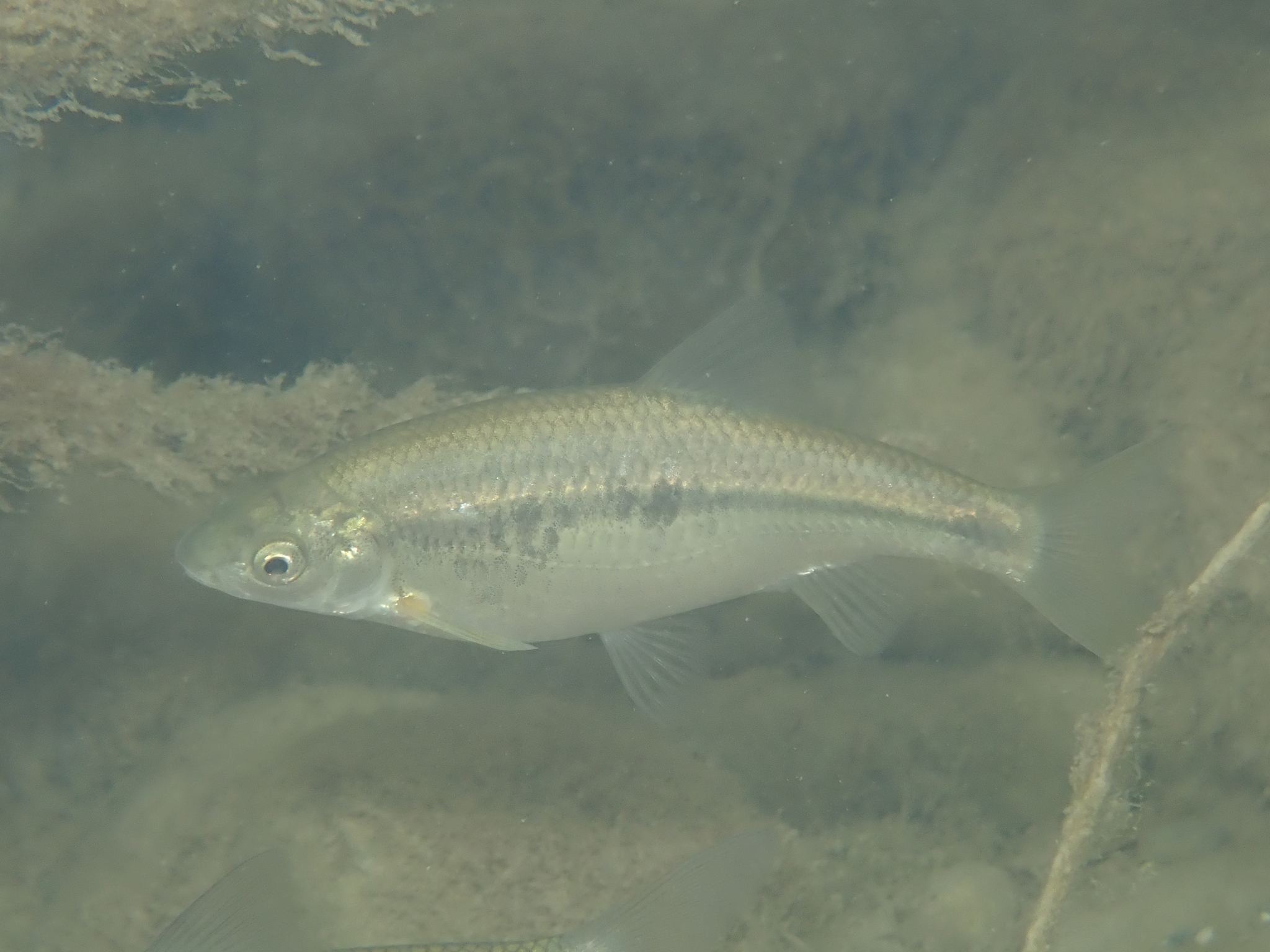 Plotička albánská (Pachychilon pictum)