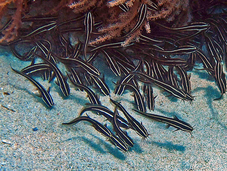 plotos proužkatý (Plotosus lineatus)