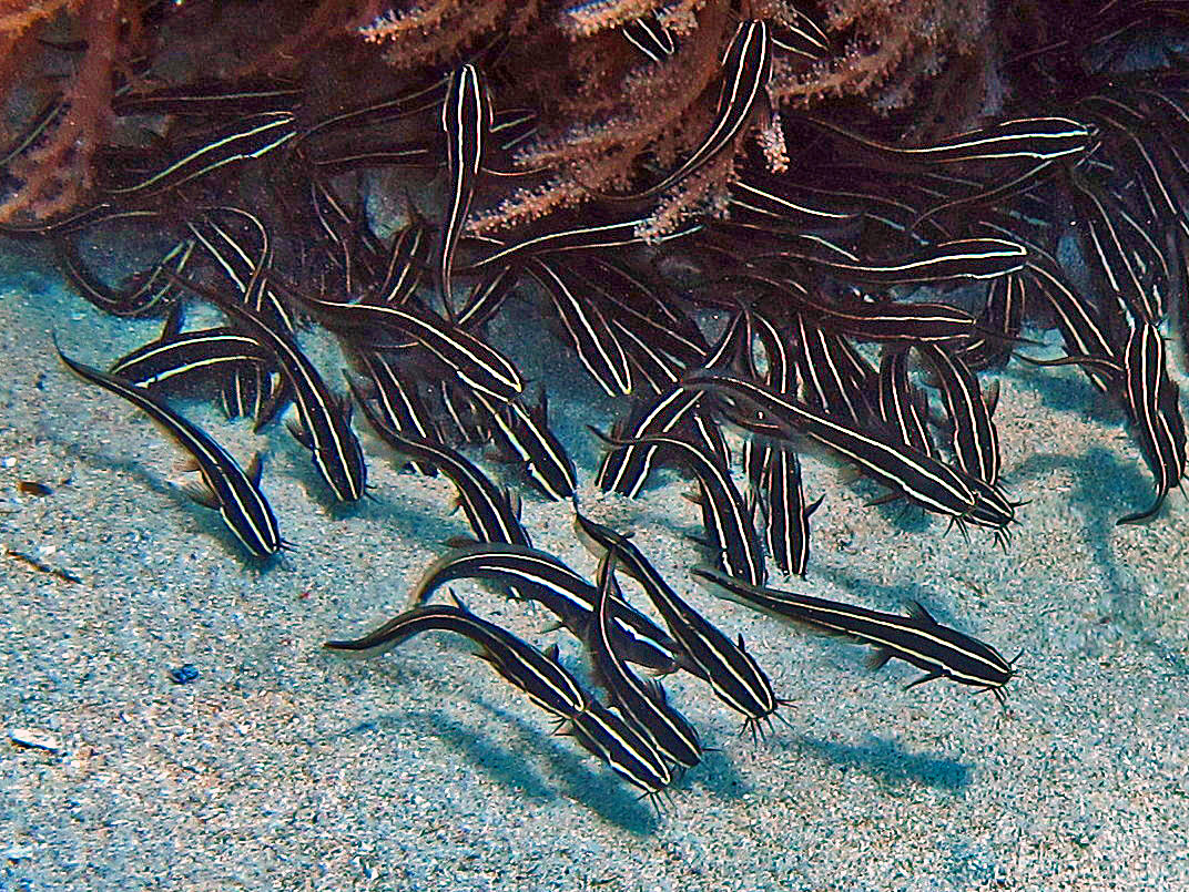 plotos proužkatý (Plotosus lineatus)