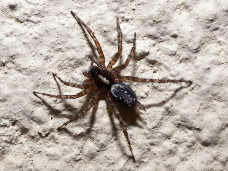 Pokoutník ocasatý (Textrix denticulata)